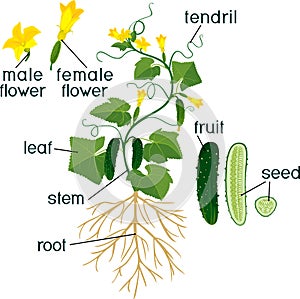 Parts of plant. Morphology of cucumber plant with fruits, flowers, green leaves and root system on white background