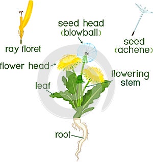 Parts of plant. Morphology of dandelion with leaves, flowers, root and titles