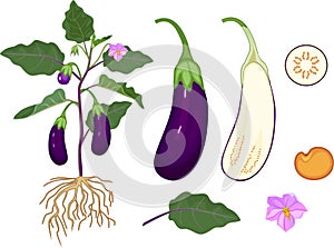 Parts of plant. Morphology of eggplant