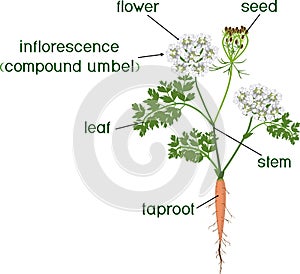 Parts of plant. Morphology of flowering carrot plant with green leaves, stem, taproot and titles photo