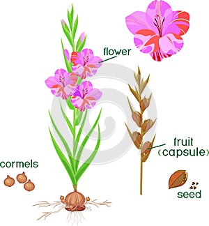 Parts of plant. Morphology of flowering gladiolus plant with green leaves, corm, roots and titles