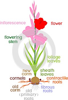 Parts of plant. Morphology of flowering gladiolus plant with green leaves, corm, roots and titles