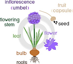Parts of plant. Morphology of flowering onion plant with green leaves, bulb, roots and titles