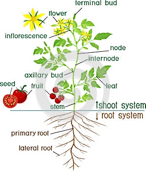 Morphology of flowering tomato plant with title photo