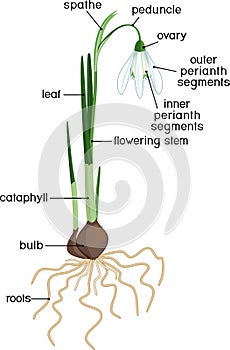 Parts of plant. Morphology of Galanthus nivalis or Common snowdrop plant with green leaves, white flower, root system and titles
