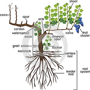 Parts of plant. Morphology of grape vine plant with root system. Structure of grapevine plant photo