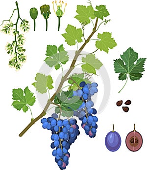 Parts of plant. Morphology of grapevine with green leaves, blue bunch and flowers isolated on white background.