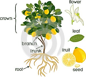 Parts of plant. Morphology of lemon tree with fruits, flowers, green leaves and root system on white background