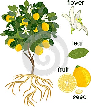 Parts of plant. Morphology of lemon tree with fruits, flowers, green leaves and root system on white background