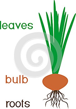 Parts of plant. Morphology of onion plant with green leaves, roots, bulb and titles