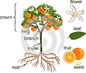 Parts of plant. Morphology of orange tree with fruits, flowers, green leaves and root system on white background