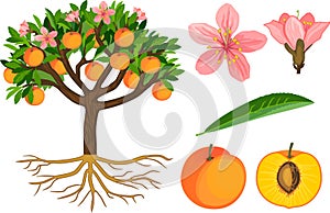 Parts of plant. Morphology of peach tree with fruits, flowers, green leaves and root system