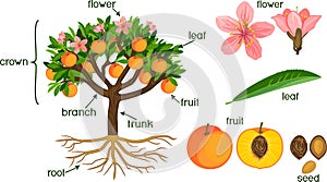 Parts of plant. Morphology of peach tree with fruits, flowers, green leaves and root system