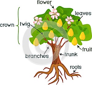 Parts of plant. Morphology of pear tree with fruits, flowers, green leaves and root system on white background