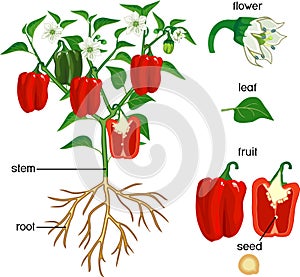 Parts of plant. Morphology of pepper plant with green leaves, red fruits, flowers and root system photo