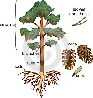Parts of plant. Morphology of Pine tree with crown, root system and cone with titles