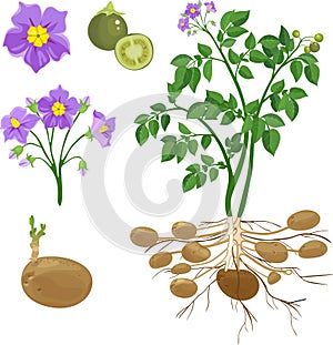Parts of potato plant photo