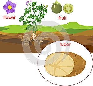 Parts of plant. Morphology of potato plant