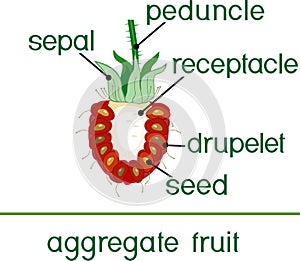 Parts of plant. Morphology of raspberry aggregate fruit in section