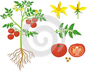 Parts of plant. Morphology of tomato plant with green leaves, red fruits, yellow flowers and root system photo