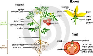 Parts of plant. Morphology of tomato plant with green leaves, red fruits, yellow flowers and root system isolated on white photo