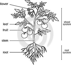 Parts of plant. Morphology of tomato plant with leaves, fruits, flowers and root system isolated on white backgroun