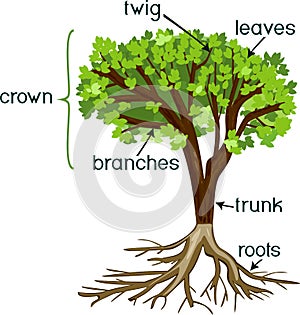 Parts of plant. Morphology of tree with green crown, root system, and titles