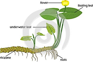 Parts of plant. Structure of Yellow water-lily Nuphar lutea plant with green leaves, yellow flower