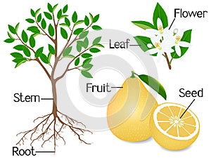 Parts of a pomelo plant on a white background.