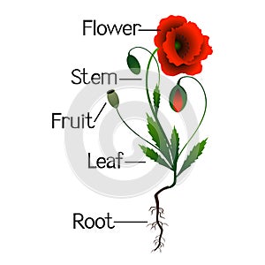 Parts of poppy plants.