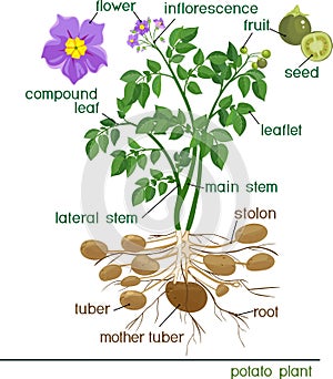 Parts of potato plant