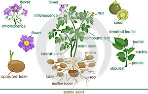 Parts of potato plant