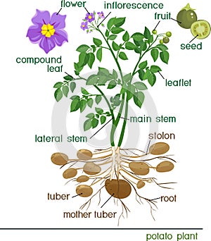 Parts of potato plant photo