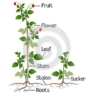 De frambuesa planta aislado sobre fondo blanco 