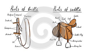 Parts of saddle and bridle