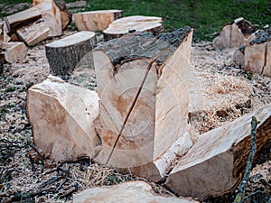 Parts of a sawn tree trunk, unsorted with a lot of sawdust