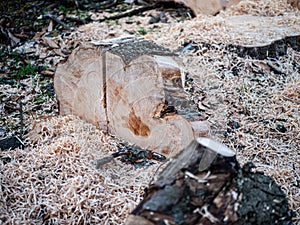 Parts of a sawn tree trunk, unsorted with a lot of sawdust
