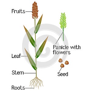 Parts of sorghum plant on a white background.