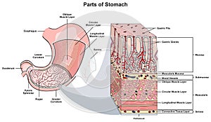 Parts of stomach infographic diagram human body digestive system anatomy