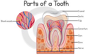 Parts of a tooth diagram