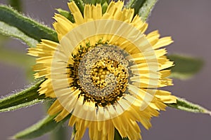 Parts of a yellow flower, pistil, antenna, petals