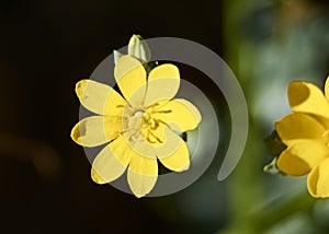 Parts of a yellow flower, pistil, antenna, petals