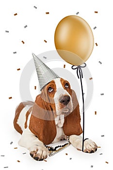 Party Basset Hound With Balloon