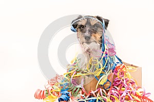 Party Dog. Jack Russell ready for carnival
