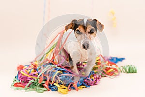 Party Dog. Jack Russell ready for carnival is looking forwards