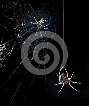 Party spiders in Halloween night
