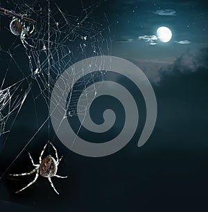 Party spiders in Halloween night