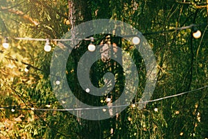 Party string lights hanging on the tree branches in forest