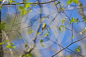 A Parula Warbler Singing for Spring
