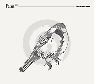 Parus bird realistic hand drawn, sketch